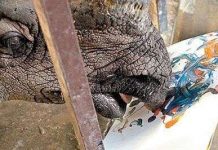 Xem tê giác “họa sĩ” vẽ tranh Xem tê giác "họa sĩ" vẽ tranh