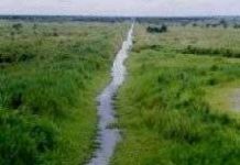 Không nên đào thêm kênh trong rừng Không nên đào thêm kênh trong rừng