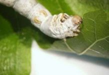 Bí mật về dạ dày khỏe mạnh của con tằm