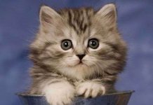 Vì sao mèo tìm được đường về nhà?