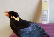 Con chim nói tiếng Nhật như người Con chim nói tiếng Nhật như người