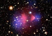 Sư tử trắng hiếm chào đời ở Brazil Chất đen không phải nguyên nhân của sự va chạm trong vũ trụ?