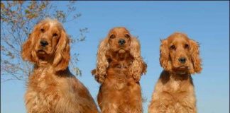 Spanhơn Anh: giống chó tồi nhất thế giới?