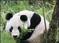 Gấu trúc chết sau khi được thả Gấu trúc chết sau khi được thả