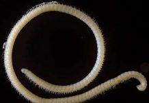 Loài rết độc có 4 dương vật được phát hiện ở Mỹ