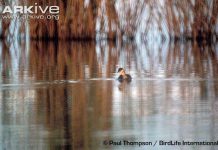 Bộ ảnh cực hiếm về 12 loài chim đã tuyệt chủng