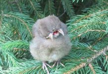 Kỳ lạ chim có 2 đầu và 3 mỏ