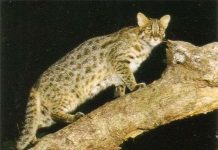 Loài mèo cũng có thể bị chứng Alzheimer Loài mèo cũng có thể bị chứng Alzheimer