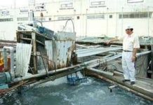 Nhiều dòng sông... thum thủm