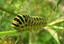 Loài ký sinh biến vật chủ thành vệ sĩ