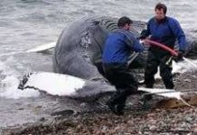 Cá voi lưng gù xuất hiện trên sông Sacramento (Mỹ)