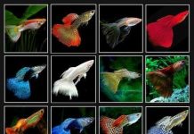 Cá bảy màu có thể phá hủy môi trường sinh thái tự nhiên Cá bảy màu có thể phá hủy môi trường sinh thái tự nhiên