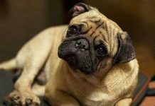 Vì sao chó thường nghiêng tai khi nghe con người nói?