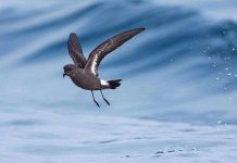 Chim biết cách tránh “loạn luân” Chim biết cách tránh "loạn luân"