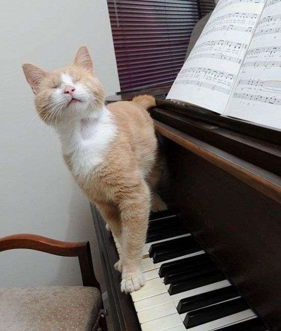 Mèo mù chơi đàn