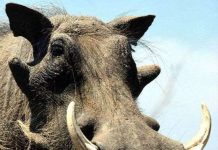 Những động vật xấu nhất hành tinh Những động vật xấu nhất hành tinh