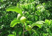 Khiếp sợ loài cây độc giết người trong 7 bước đi của Việt Nam