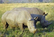 Tê giác bị giết ngày càng nhiều