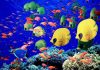 Các loài cá cũng biết hát đồng ca