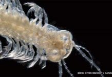 Loài giáp xác có độc Loài giáp xác có độc