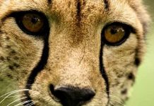 Vì sao động vật có mắt to lại chạy nhanh hơn? Vì sao động vật có mắt to lại chạy nhanh hơn?