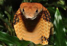 Đông Nam Á - “điểm nóng” tuyệt chủng