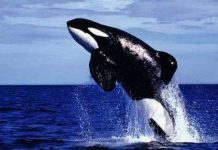 Phản bác luận điểm phải giết cá voi để nghiên cứu