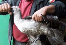 Chim biển chết hàng loạt tại Chile