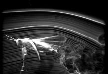 Mô phỏng bí mật khí động học của châu chấu Mô phỏng bí mật khí động học của châu chấu