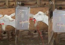 Trí nhớ dài hạn của loài dê