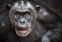 Tinh tinh và đười ươi cũng có biểu đồ hạnh phúc hình chữ U