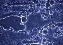 Vàng đen từ Thung lũng Silicon