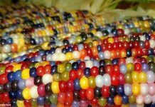 Chiêm ngưỡng giống ngô đa sắc kỳ lạ ở Mỹ