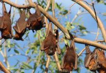 Dơi đe dọa một thành phố tại Australia