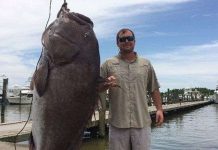 Câu được cá mú khổng lồ, năng hơn trăm cân