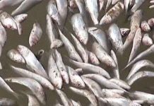 Hàng chục nghìn tấn cá mòi chết trôi dạt vào bờ sông Chile