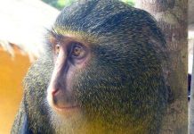 Sao la vào Top 10 loài động vật có vú mới phát hiện