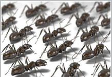 Nghệ thuật xử lý tắc nghẽn giao thông của kiến