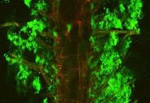 Cây biết phát tín hiệu cầu cứu