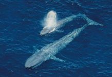 15 loài vật khổng lồ nhất thế giới