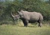 Tê giác châu Phi sắp tuyệt chủng