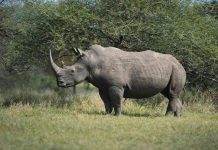 Tê giác châu Phi sắp tuyệt chủng
