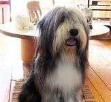 Áo quần làm từ lông chó