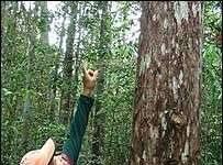 Khi lá phổi ngập khói