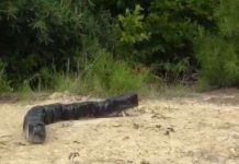 Robot gián điệp dưới dạng sâu róm Robot gián điệp dưới dạng sâu róm