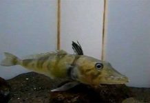 Loài cá có máu trong suốt Loài cá có máu trong suốt