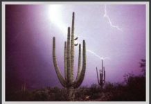 Giai điệu Sonoran