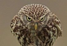 Bắt gặp chim cú cau có được xem là Angry Bird phiên bản đời thực