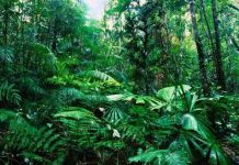 Rừng mưa nhiệt đới trên thế giới đang hồi sinh