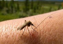 Tìm ra loại thuốc chống muỗi vừa hiệu quả vừa rẻ tiền